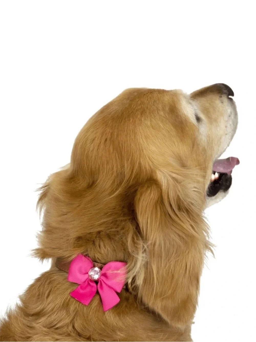 Vibrant Life Dog Girls Just Wanna Have Sun Bandana Set
